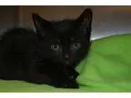 Adopt Peter a All Black Domestic Shorthair (short coat) cat in B