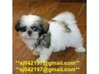 Indoor Shih Tzu puppies.