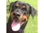 Adopt BLACKY a Rottweiler