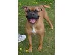 Adopt Zoey a RedGoldenOrangeCh estnut Boxer  Mixed dog in Michig