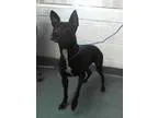 Adopt Troy a White - with Tan Yellow or Fawn Boxer  American Sta