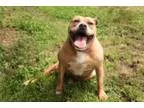 Adopt Clarice Foster a Pit Bull Terrier Boxer