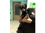 Adopt Luke a Miniature Pinscher  Mixed dog in Largo FL (15316617