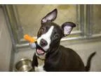 Adopt Paris a Pit Bull Terrier