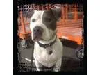 Adopt Raider a Pit Bull Terrier