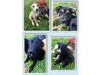 Adopt German ShepherdLabrador Retriever Puppies (Sherburne