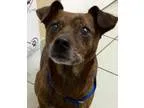 Adopt Stewie a Brindle Miniature Pinscher  Terrier (Unknown Type