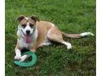 Adopt Barney a Collie Australian Cattle Dog (Blue Heeler)
