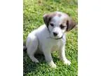 Adopt Brando a White - with Tan Yellow or Fawn Labrador Retrieve