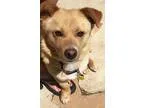 Adopt Patsy a TanYellowFawn Corgi  Mixed dog in Burleson TX (152