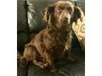 Adopt Cocoa a RedGoldenOrangeCh estnut Dachshund  Mixed dog in B