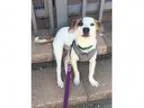 Adopt Wayne a Jack Russell Terrier