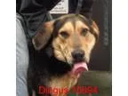 Adopt Dingus a German Shepherd Dog