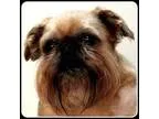 Adopt Tinzo - ADOPTION PENDING a Brussels Griffon