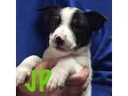 Adopt Adoption pending - JP a Dachshund  Mixed dog in Orangeburg