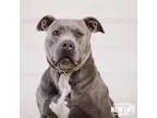 Adopt Phoebe a Pit Bull Terrier Labrador Retriever