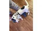 Adopt Prince a White - with Black Jack Russell Terrier  Shepherd