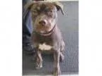 Adopt Pearl a German Shepherd Dog Cattle Dog