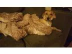 Adopt Dougie a Golden Retriever Hound