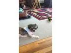 Adopt Tiffany a Shih Tzu