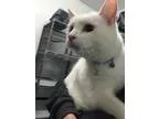Adopt Iris a Siberian Husky