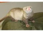 Adopt Burrito a Ferret