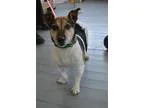 Adopt Sparkles a Jack Russell Terrier