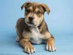 Adopt CHRIS a BrownChocolate Rottweiler  Mixed dog in Phoenix AZ