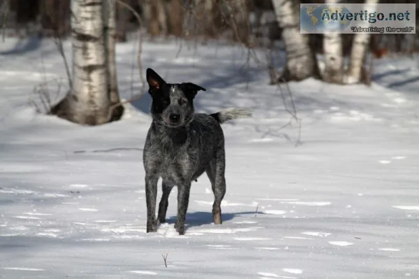 Australian Cattle Dog Pups