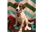 Adopt Norman a Beagle Jack Russell Terrier