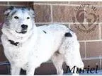 Adopt Muriel a Australian Cattle Dog (Blue Heeler)
