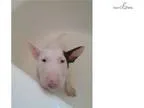 AKC Bull Terrier Puppy