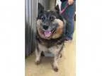 Adopt Gretta a Cattle Dog