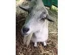 Adopt Pyro a Goat