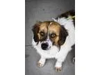 Adopt Lizzie a Beagle Spaniel