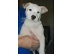 Adopt Teddy a BrownChocolate - with Black Shiba Inu  Mixed dog i