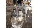 Adopt Gwen a Collie German Shepherd Dog