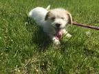 Adopt Layla adopted a White - with Tan Yellow or Fawn Shih Tzu  