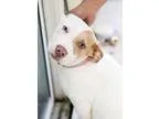 Adopt Jazzy a Pit Bull Terrier