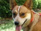 Adopt Shorty a Australian Cattle Dog (Blue Heeler)