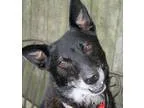 Helga Fostered (Jamie O) - Female Domestic Shorthair Mix