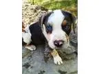 Adopt Snickers a Catahoula Leopard Dog