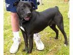 Adopt Bob de Builder a Labrador Retriever Boxer