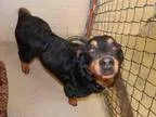 Adopt THOR a Rottweiler  Mixed dog in Phoenix AZ (15227840)