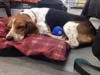 Adopt Buddy a Hound Beagle