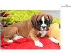 Freddie - Boxer Male