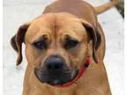 Adopt Bear a Shepherd