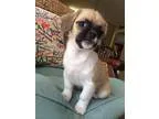 Adopt Cinnamon-pending a Tricolor (TanBrown and Black and White)