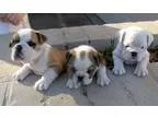Organized English Bulldog Puppies