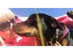 Adopt Calvin a Rottweiler